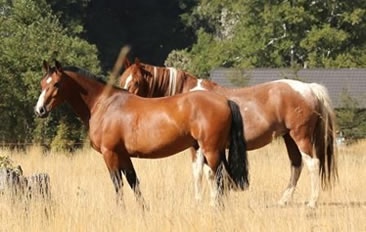 Criollo horses Castaño and 38 of team Antilco