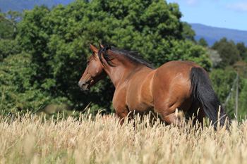 Criollo horse Chilca of team Antilco