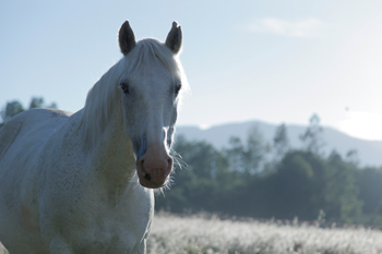 Criollo horse Moro of team Antilco