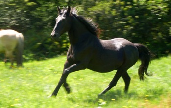 Criollo horse Tornado of team Antilco