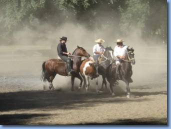 3 riders fencing a steer on a rodeo clinic with Antilco